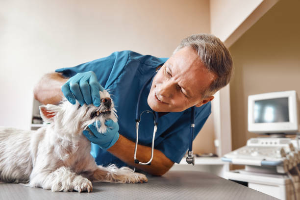 Best After-Hours Emergency Dentist in Gallup, NM